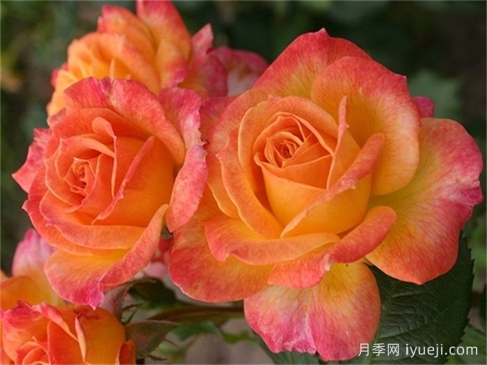 花园乐趣月季/花园喜悦Garden Delight(图2)