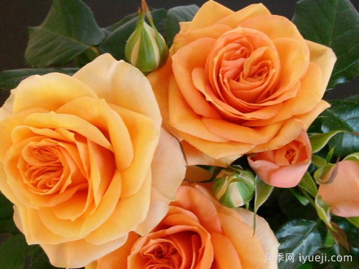 黄金马斯兰月季Maasland Gold Forever(图1)