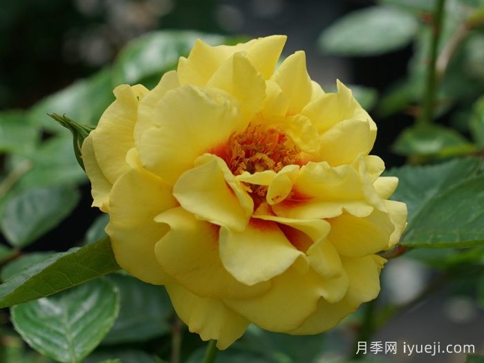 黄金眼睛月季/金眼睛月季Golden Eye(图2)