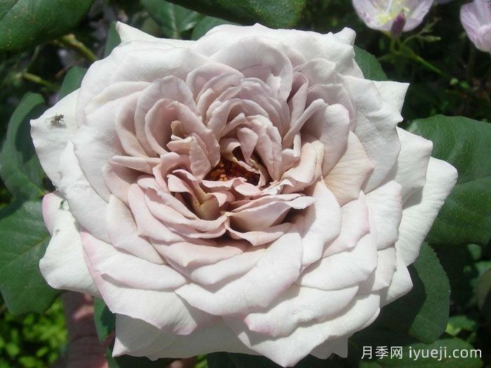 灰珍珠月季Grey Pearl(图3)