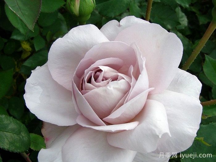 灰珍珠月季Grey Pearl(图1)