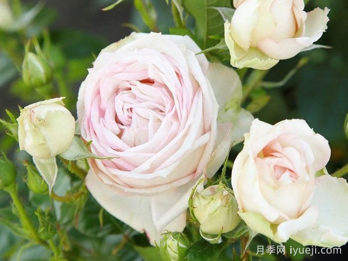 茴香酒夫人月季/拉瓦莱尔夫人/宏伟芬芳Madame Anisette(图3)