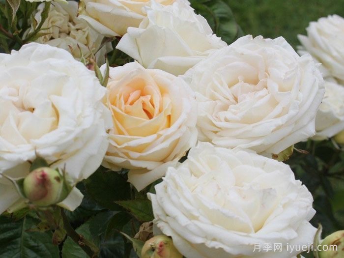 茴香酒夫人月季/拉瓦莱尔夫人/宏伟芬芳Madame Anisette(图5)