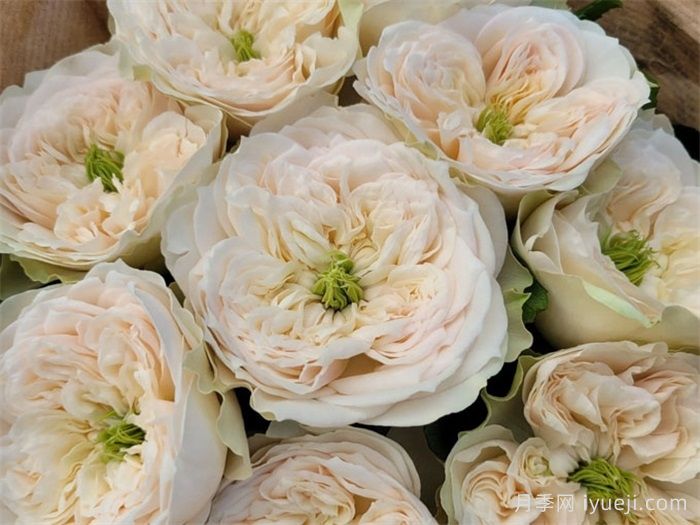 惠特比修道院月季Whitby Abbey(图1)