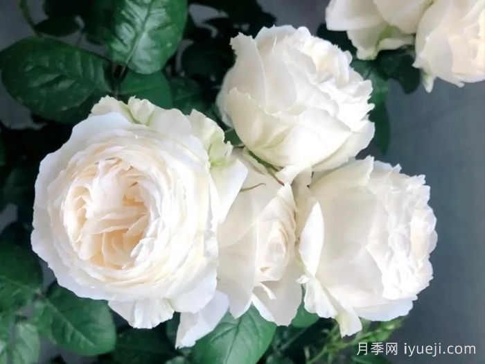 婚礼花环月季Wedding Garland(图2)