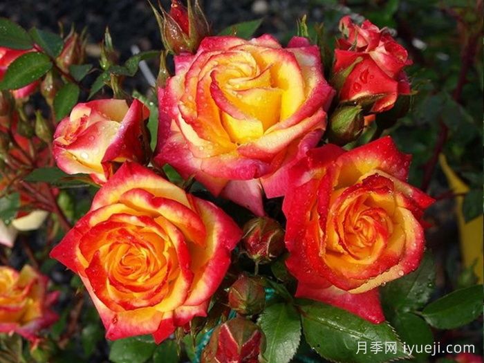 火烈鸟月季/奥索易火焰/奥索易火地岛Flamina(图2)