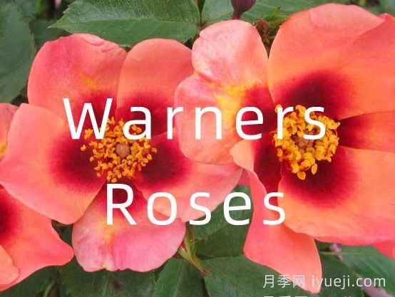 月季育种家：英国Warners Roses(华纳月季苗圃)(图1)