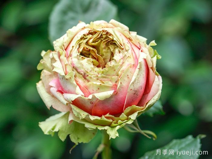 火龙果月季/比特哈雅Pitahaya(图1)