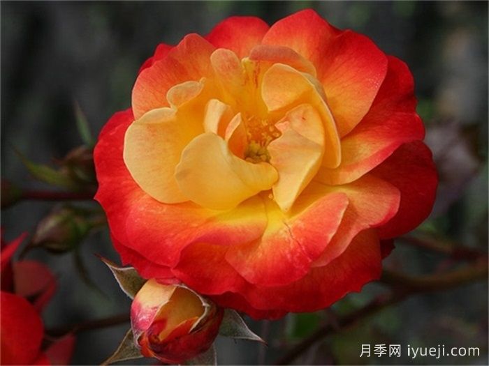 火鸟月季Firebird(科德斯)(图1)