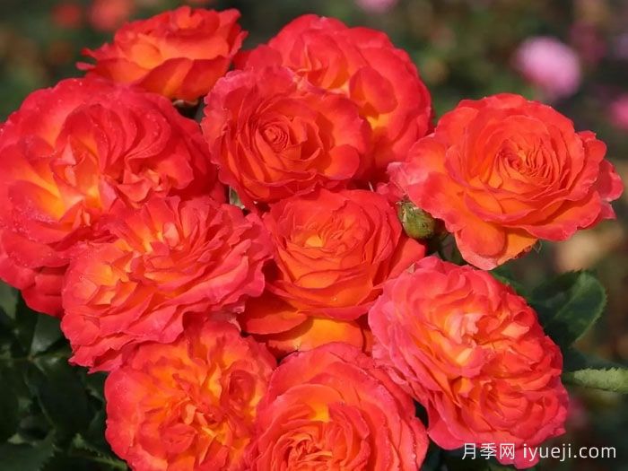 火鸟月季Firebird(科德斯)(图2)