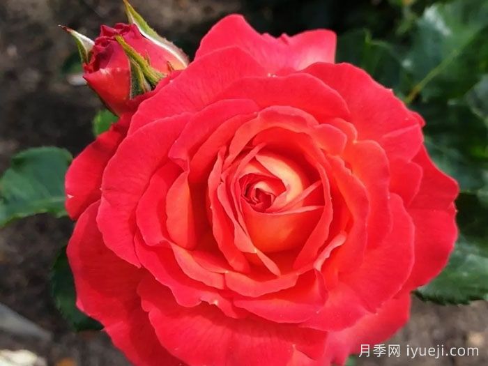 火神岛月季/火山边缘之恋/火山月季Vulcano(图1)