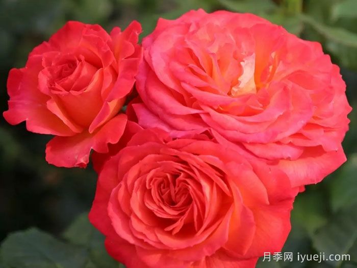 火神岛月季/火山边缘之恋/火山月季Vulcano(图2)