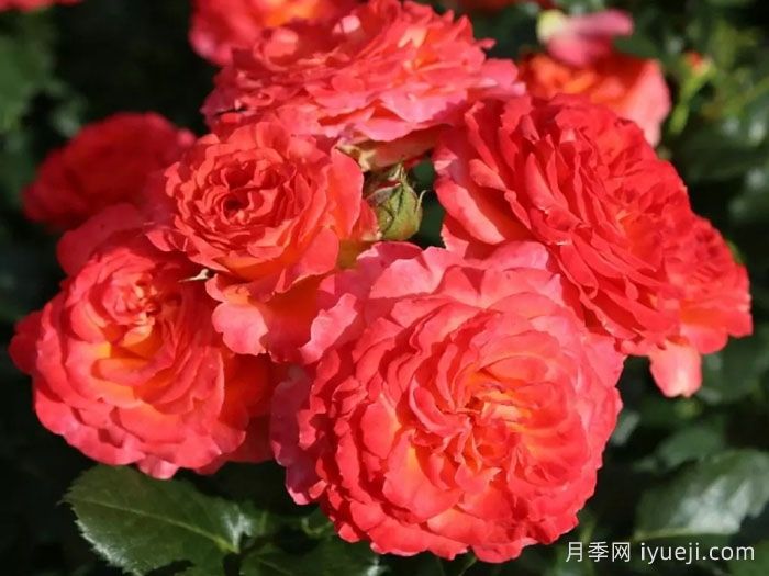 火神岛月季/火山边缘之恋/火山月季Vulcano(图5)