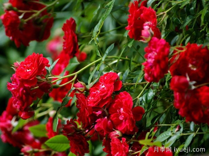 火之吻月季Kisses of Fire(图1)