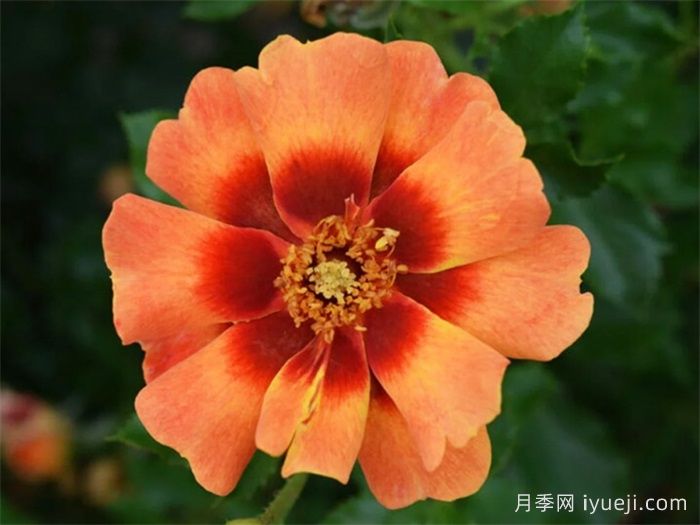 火焰巴比伦眼睛月季Flame Babylon Eyes(图1) 火焰巴比伦眼睛月季Flame Babylon Eyes(图1)