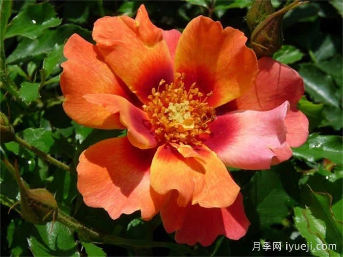 火焰巴比伦眼睛月季Flame Babylon Eyes(图3) 火焰巴比伦眼睛月季Flame Babylon Eyes(图3)