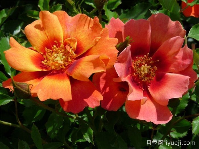 火焰巴比伦眼睛月季Flame Babylon Eyes(图2) 火焰巴比伦眼睛月季Flame Babylon Eyes(图2)