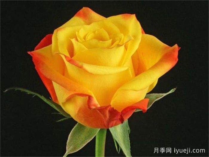 火焰燃烧月季/倾心Fire Flare(图1)