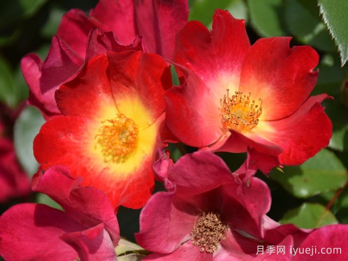 鸡尾酒月季Cocktail(图2)