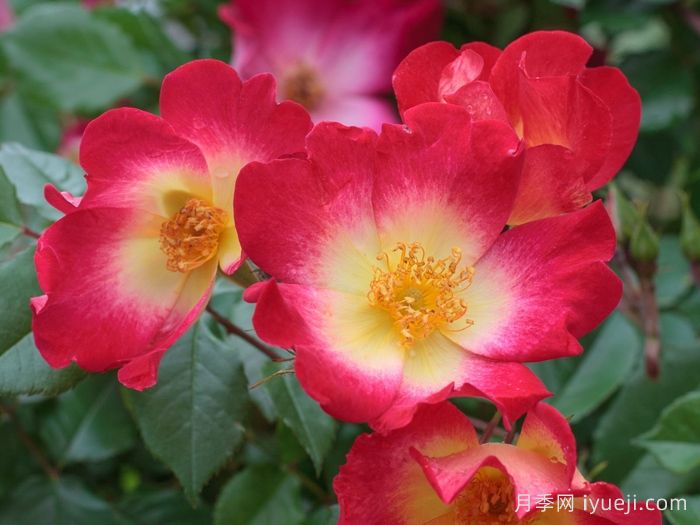 鸡尾酒月季Cocktail(图1)