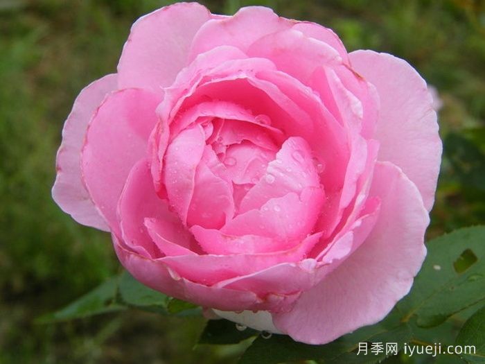 吉塔月季/吉塔文艺复兴月季Ghita Renaissance(图2)