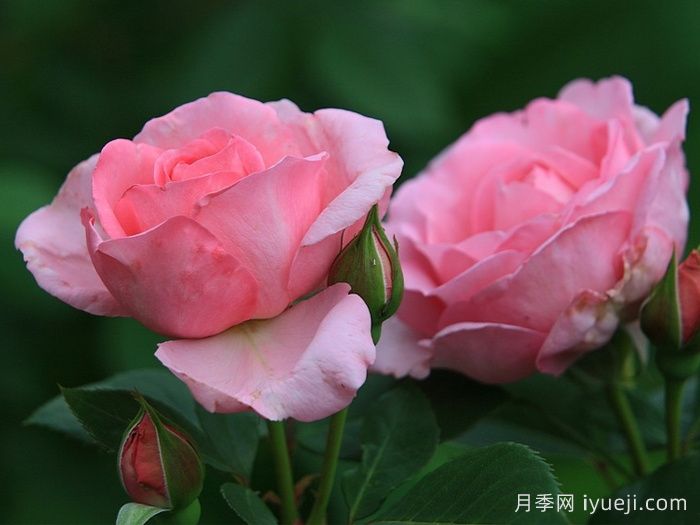 吉塔月季/吉塔文艺复兴月季Ghita Renaissance(图3)