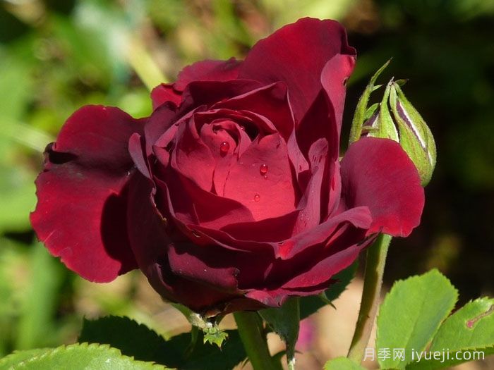 致敬芭芭拉月季/纪念芭芭拉月季Hommage A Barbara(图2)