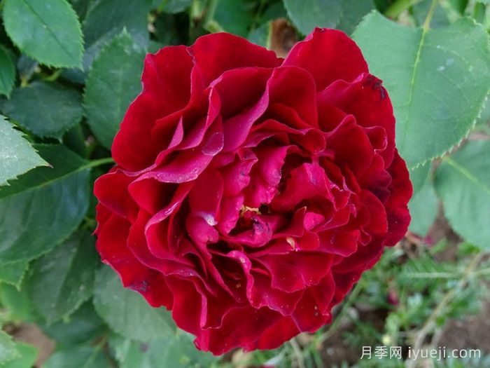 致敬芭芭拉月季/纪念芭芭拉月季Hommage A Barbara(图3)