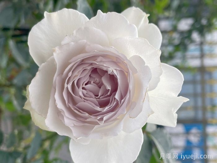 加百列大天使月季/加百列月季Gabriel(图5)