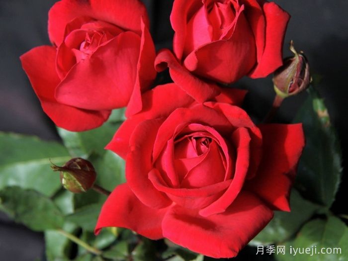 加利波利精神月季Spirit of Gallipoli(图1)