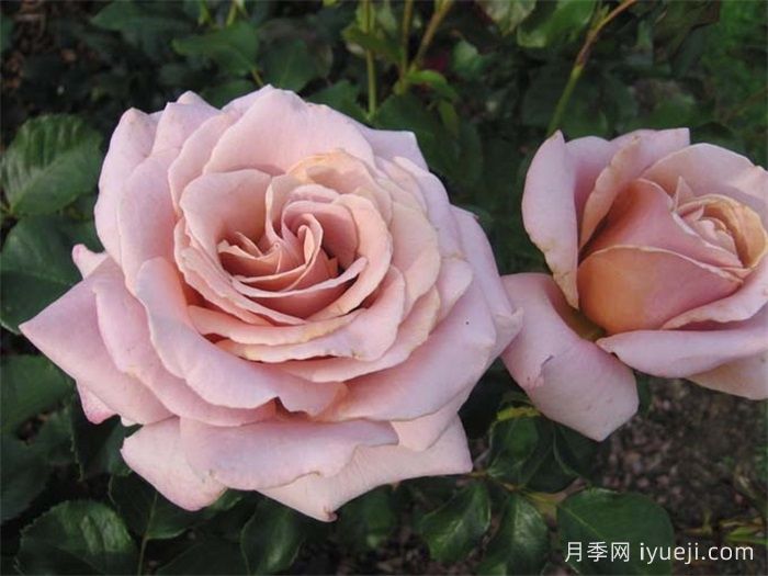 简单华丽月季Simply Gorgeous(图1)