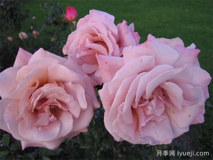 简单华丽月季Simply Gorgeous(图3)