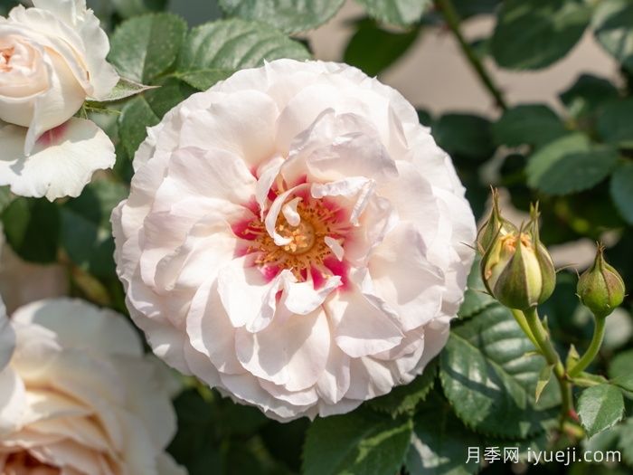 剪秋水月季(图1)