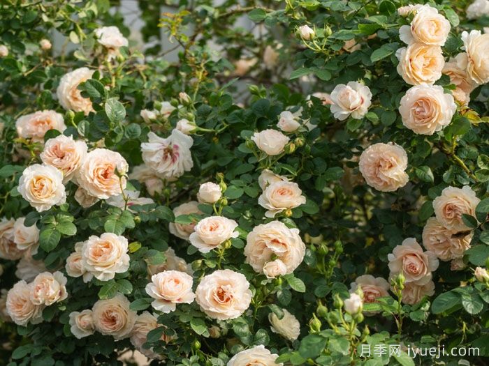 剪秋水月季(图4)