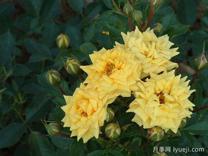 金色阳光月季Sunlight(图1)