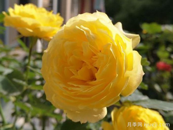 金星王阳台月季Venus King Terrazza(图1)