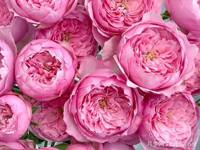 京月季/宫古月季Miyako(图3)