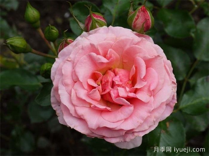 竞赛月季Tournament of Roses(图1)