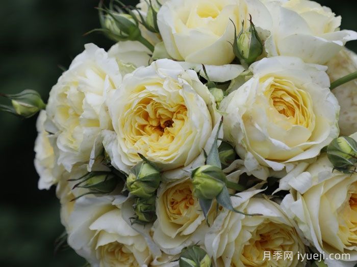 掬水月月季(图3)