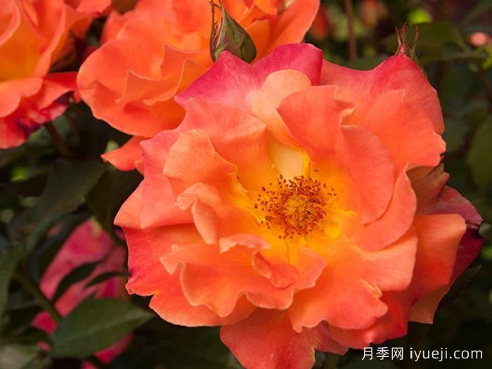 橘红潮月季/橙色波浪Orange Waves(CLEojo)(图1)