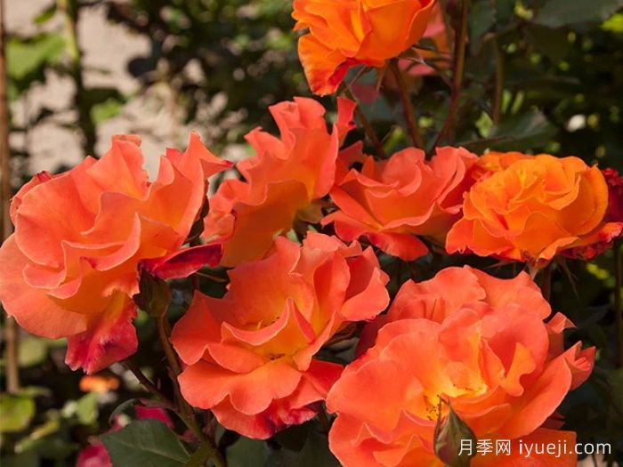 橘红潮月季/橙色波浪Orange Waves(CLEojo)(图3)