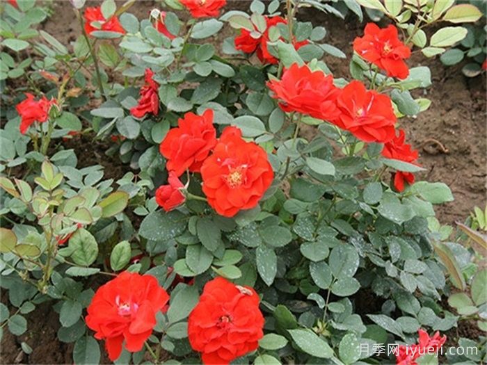 橘红潮月季/桔红潮月季Orange Wave(图1)