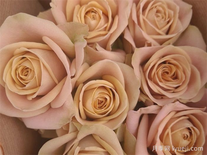 卡布奇诺月季/卡布奇诺玫瑰Cappuccino(新西兰)(图2)