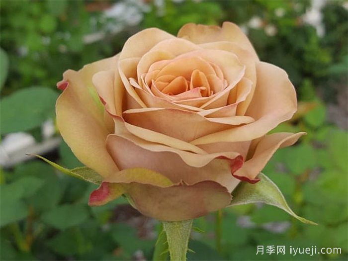 卡布奇诺月季/卡布奇诺玫瑰Cappuccino(新西兰)(图1)