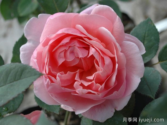 卡德法尔兄弟月季/凯蒂兄弟/卡德法尔修士Brother Cadfael(图2) 卡德法尔兄弟月季/凯蒂兄弟/卡德法尔修士Brother Cadfael(图2)