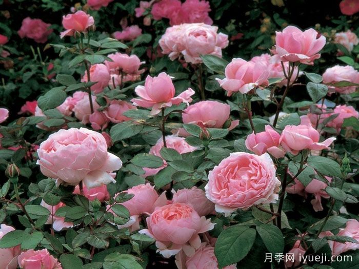 卡德法尔兄弟月季/凯蒂兄弟/卡德法尔修士Brother Cadfael(图3) 卡德法尔兄弟月季/凯蒂兄弟/卡德法尔修士Brother Cadfael(图3)