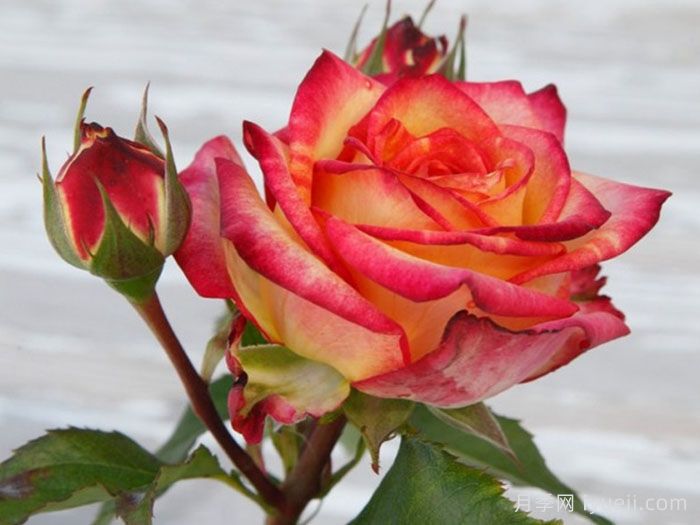 卡拉克神行者Caracho Freelander(图1)