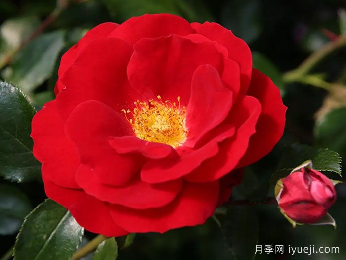 卡拉乔月季/卡拉奇月季Caracho(图3)