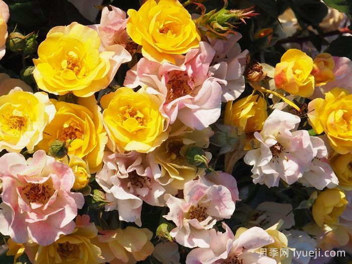 卡梅边缘月季/冠美边缘月季Bordure Camaieu Jaune(图2)