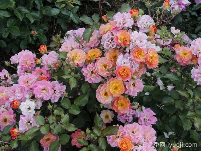 卡梅边缘月季/冠美边缘月季Bordure Camaieu Jaune(图3)